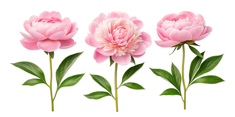 Fresh Pink Peony Flowers with Green Leaves &ndash; Isolated on Transparent Background
Beautiful Pink Peonies with Lush Green Leaves &ndash; High-Quality PNG Cutout