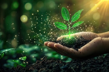 Fototapeta premium Growth of New Plant in Hand with Sparkling Light and Background Blur
