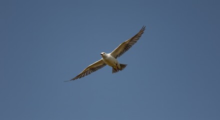 Obraz premium Seagull soaring through a clear sky, wings spread wide with ample copyspace