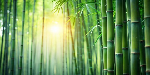 Minimalist Bamboo Forest Border Design: Sunlit Blurred Background Stock Photo