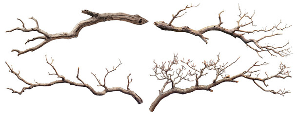 Obraz premium Set of dry tree branches with twisting limbs, isolated on transparent cutout background