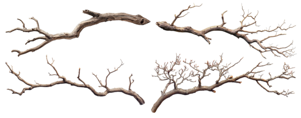 Set of dry tree branches with twisting limbs, isolated on transparent cutout background