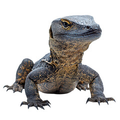 Obraz premium Monitor Lizard isolated on transparent background, PNG