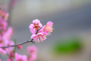 ピンク色の梅の花　神戸市東灘区の公園で撮影