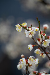 白い梅の花を暗い背景から浮かび上がらせて撮影