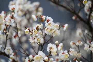 Obraz premium 白い梅の花を暗い背景から浮かび上がらせて撮影