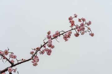 ピンク色の梅の花　神戸市東灘区の公園で撮影