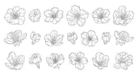 Beautiful apricot blossoms floral big set in graceful thin line. Japanese sakura flowers outline. Hand drawn cherry blossom sketch. Vector illustration © Vodoleyka