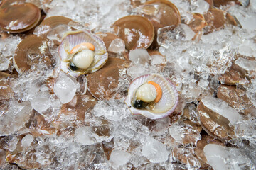 THAILAND PATTAYA NAKLUA SEAFOOD FISH MARKET
