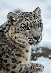 Obraz premium leopard in the snow