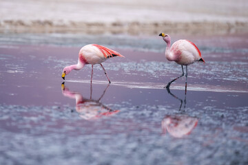 James flamingo (Phoenicoparrus jamesi) in Laguna Colorada (Red Lagoon), Eduardo Avaroa Andean Fauna nature reserve, Bolivia.
