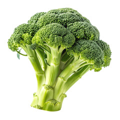 Organic fresh broccoli on a transparent background