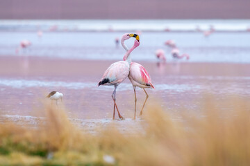 James flamingo (Phoenicoparrus jamesi) in Laguna Colorada (Red Lagoon), Eduardo Avaroa Andean Fauna nature reserve, Bolivia. © Miroslav Srb