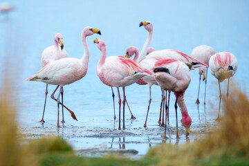 James flamingo (Phoenicoparrus jamesi) in Laguna Colorada (Red Lagoon), Eduardo Avaroa Andean Fauna nature reserve, Bolivia.