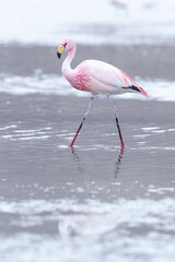 James flamingo (Phoenicoparrus jamesi) in Laguna Colorada (Red Lagoon), Eduardo Avaroa Andean Fauna nature reserve, Bolivia.