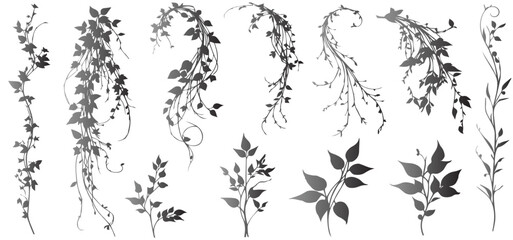 Silhouette ivy vine  vector, elegant black floral decorative border or corner design element of leaves in pretty layout. vector illustration