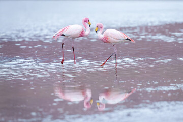 James flamingo (Phoenicoparrus jamesi) in Laguna Colorada (Red Lagoon), Eduardo Avaroa Andean Fauna nature reserve, Bolivia. © Miroslav Srb