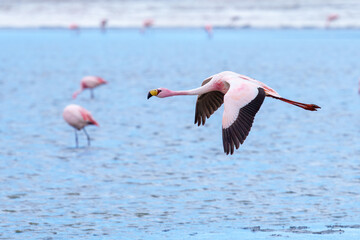 James flamingo (Phoenicoparrus jamesi) in Laguna Colorada (Red Lagoon), Eduardo Avaroa Andean Fauna nature reserve, Bolivia.