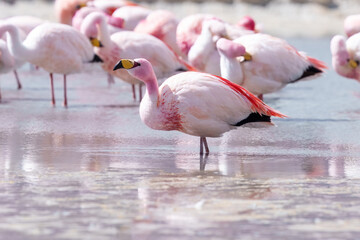 Andean Flamingos (Phoenicopterus andinus), Laguna Colorada, Eduardo Avaroa National Reserve, Bolivia