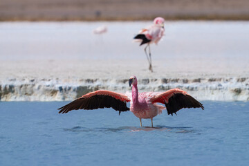 Andean Flamingos (Phoenicopterus andinus), Laguna Colorada, Eduardo Avaroa National Reserve, Bolivia