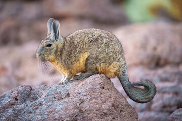 Close-up portrait of Southern Viscacha, (Lagidium viscacia) , looks like a crossing of hare and...