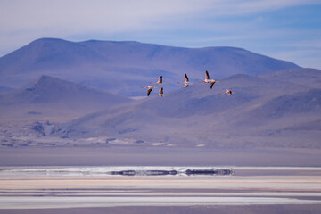 Fototapeta premium Pink flamingos at exciting lagona colorada scenery in Bolivia, South America