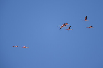 Pink flamingos at exciting lagona colorada scenery in Bolivia, South America