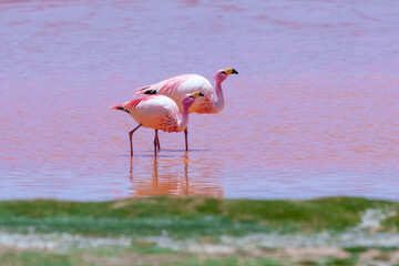 Fototapeta premium James flamingo (Phoenicoparrus jamesi) in Laguna Colorada (Red Lagoon), Eduardo Avaroa Andean Fauna nature reserve, Bolivia.