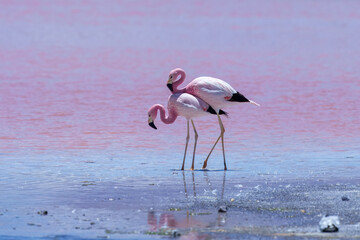 Andean Flamingos (Phoenicopterus andinus), Laguna Colorada, Eduardo Avaroa National Reserve, Bolivia