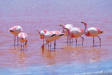 James flamingo (Phoenicoparrus jamesi) in Laguna Colorada (Red Lagoon), Eduardo Avaroa Andean Fauna nature reserve, Bolivia.