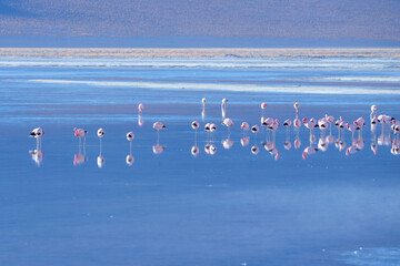 Naklejka premium Pink flamingos at exciting lagona colorada scenery in Bolivia, South America