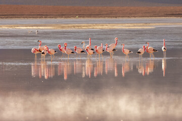 Naklejka premium Pink flamingos at exciting lagona colorada scenery in Bolivia, South America