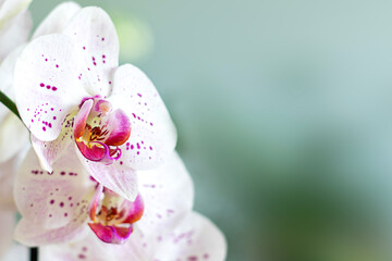 Obraz premium Close-up of elegant white orchid flowers with pink accents and green background