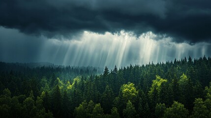 Dramatic rainfall over forest canopy nature landscape wilderness atmospheric viewpoint