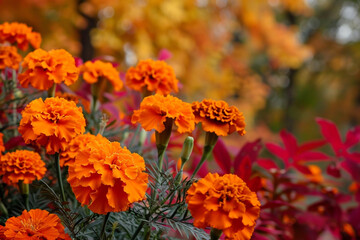 A breathtaking display of fiery orange marigolds, symbolizing passion and desire, set against a backdrop of rich autumn foliage, stirring the soul with their warmth.