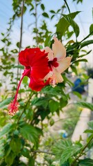 Red and sandle hibiscus 