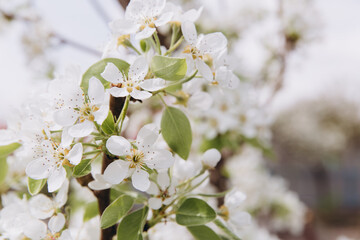 Beautiful white flowers blooming on a tree branch in spring