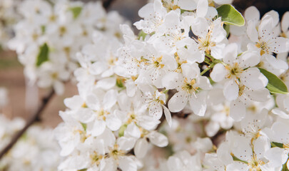 White spring flowers blooming on branch in orchard