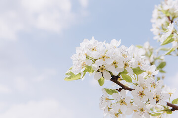 White pear flowers blooming in spring against blue sky