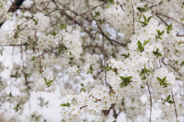 White cherry tree flowers blooming in spring