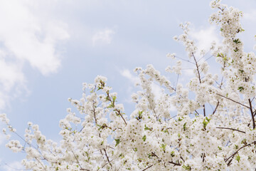 White cherry tree blossom blooming in spring under blue sky