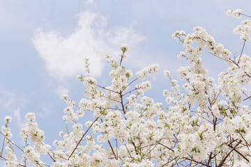 White cherry tree flowers blooming in spring against blue sky