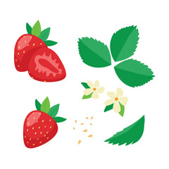 Strawberry set. Red juicy strawberries with leaves and flowers isolated on white background. Summer berries vector illustration