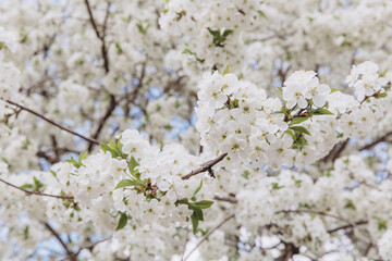 White cherry tree flowers blooming in spring