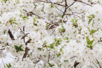 White cherry tree flowers blooming during spring