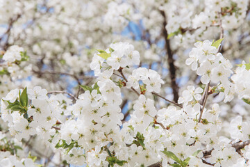 White cherry tree flowers blooming in spring