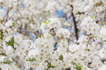White cherry tree flowers blooming in spring