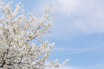 White flowers blooming on tree branches against blue sky in spring