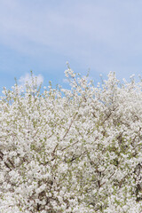 White flowers blooming on tree branches against blue sky in spring