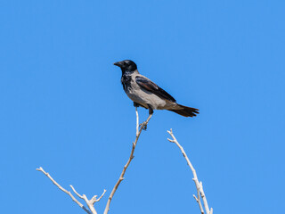 Fototapeta premium a crow on a tree branch